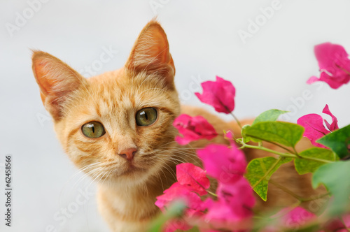 Junge Katze, rot tabby, schaut durch rosa Blüten © kathomenden