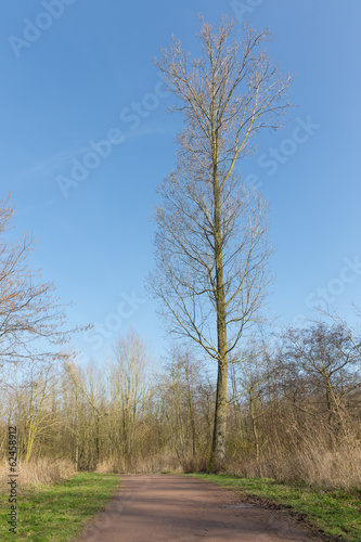 High bare tree in dutch wood landscape