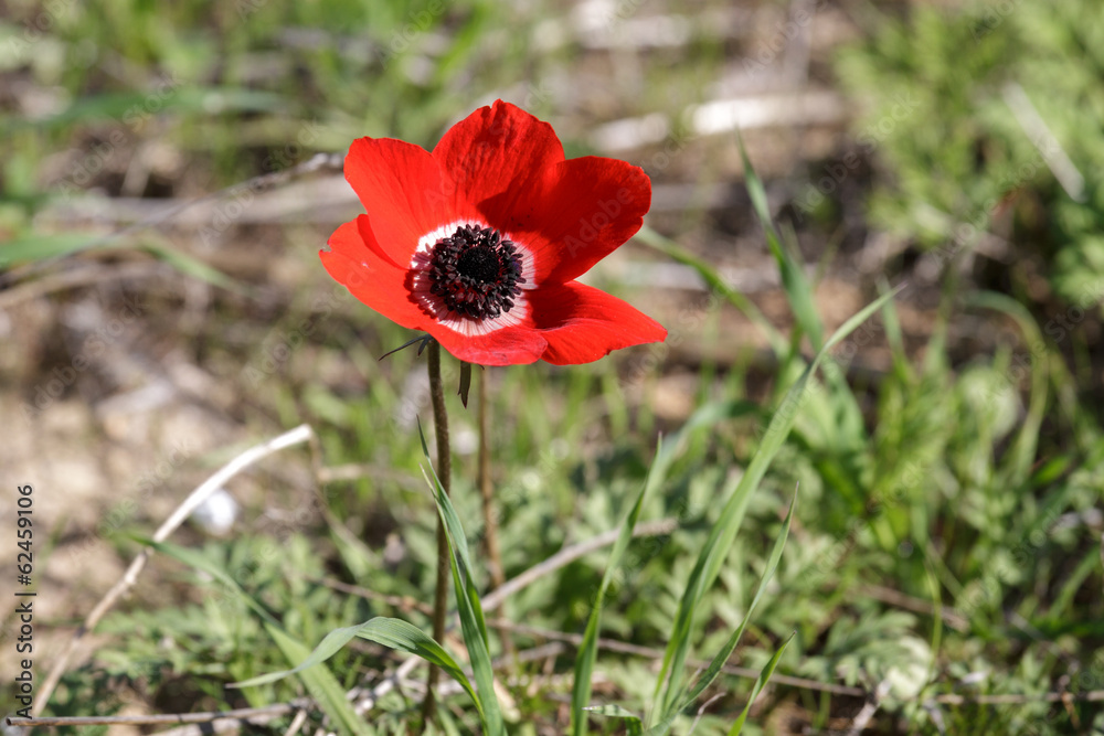 Obraz premium Red anemone