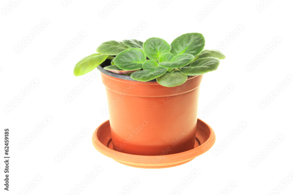 Young plant violet Young plant violet