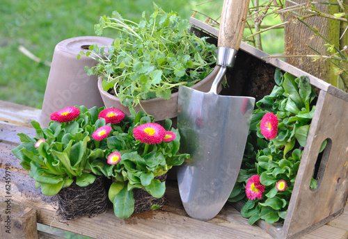 Fotografie plantation de pâquerettes