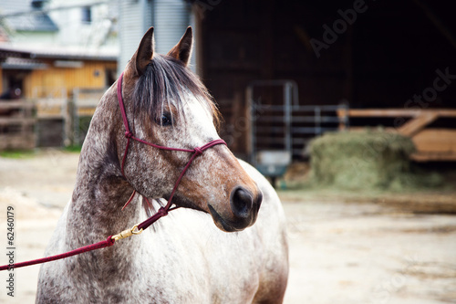 Tableau sur toile Junges Morgan Horse