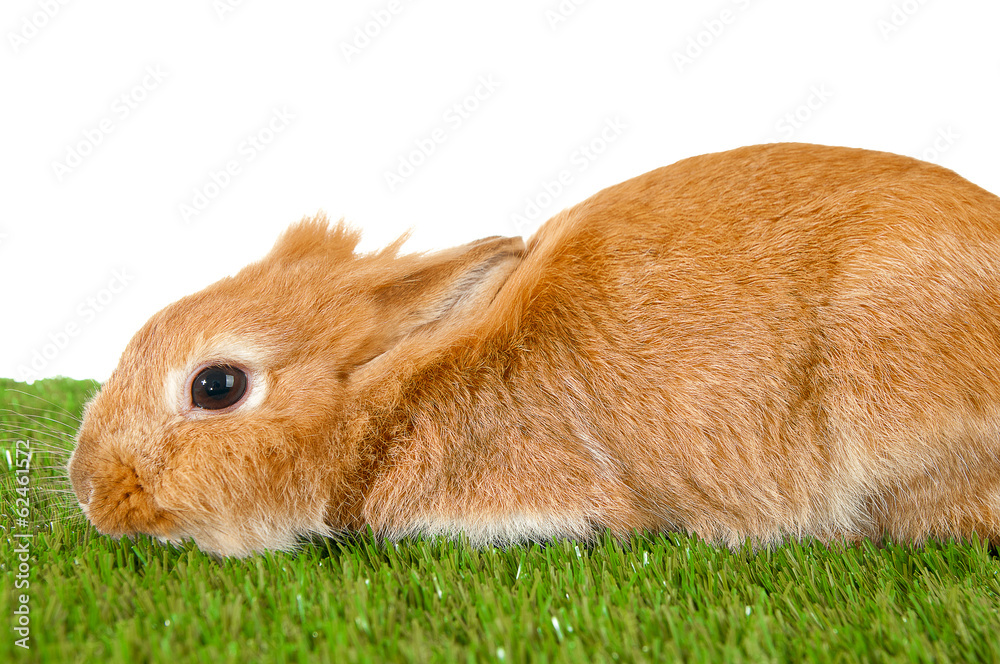 Pet brown rabbit isolated on green grass/Postcard . Pet brown rabbit isolated on green grass/Postcard .