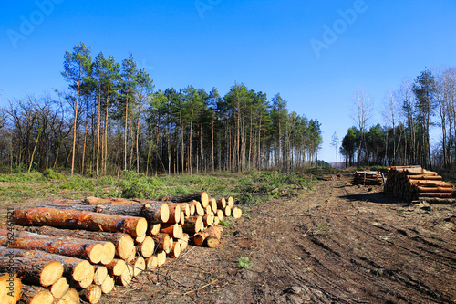 Forest clearing, pile of logs laid.
