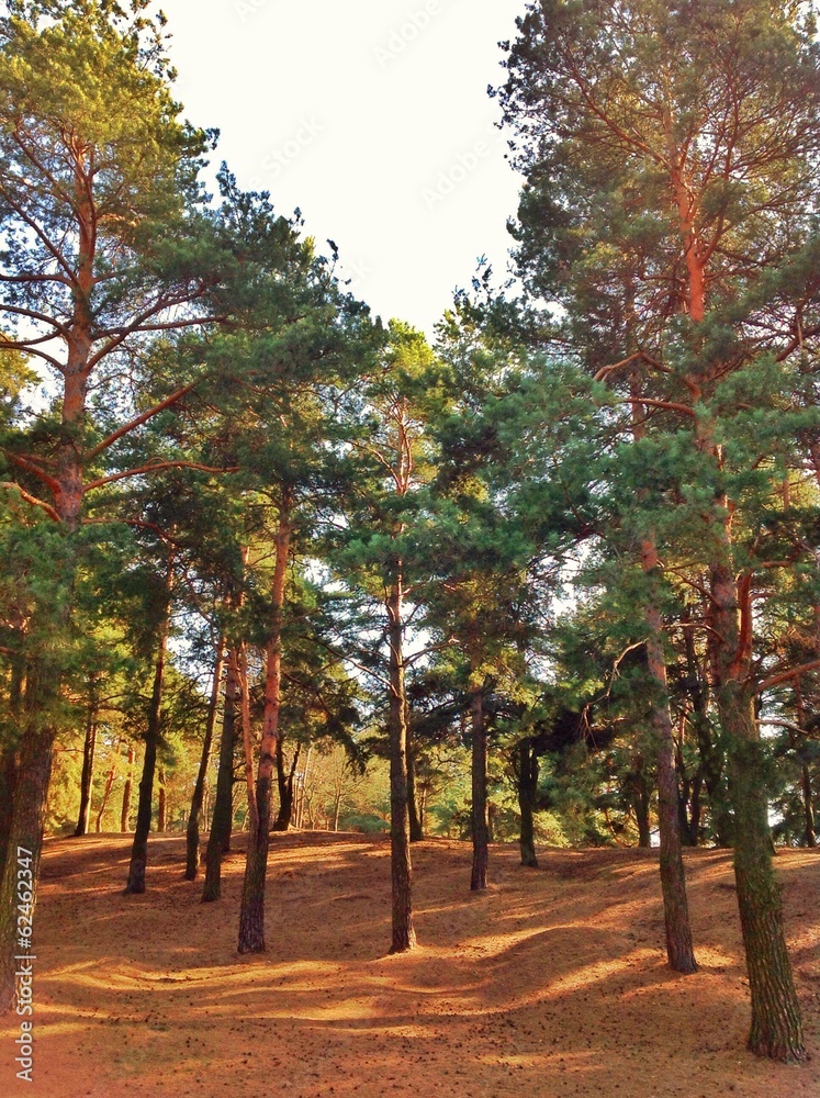 Naklejka premium Сосновый лес в солнечную погоду