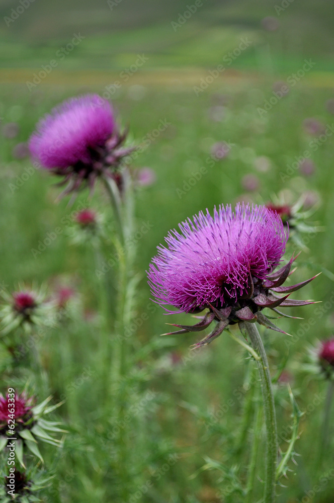 Colori della natura Colori della natura