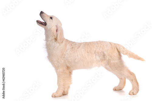 purebred golden retriever dog isolated over white background