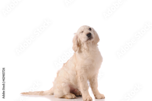 purebred golden retriever dog isolated over white background