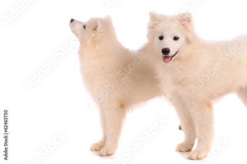 Samoyed dog isolated on white background