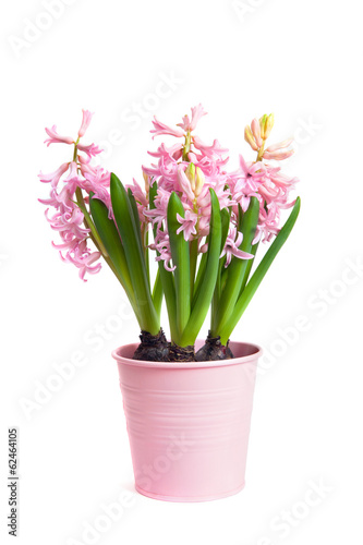 Fototapeta Naklejka Na Ścianę i Meble -  The pot with blooming Hyacinthus