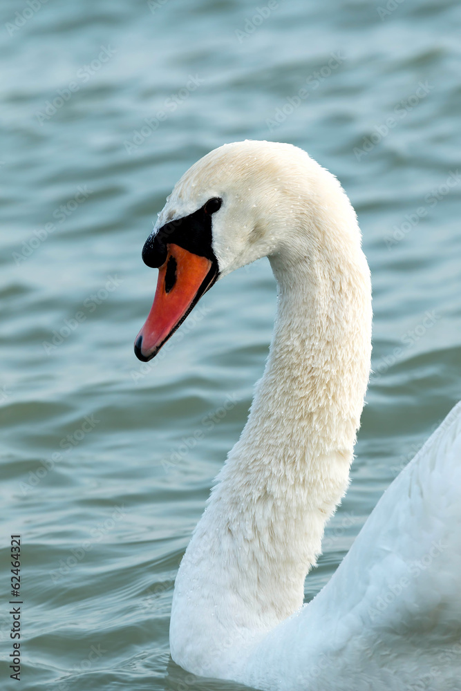 Swan Swan