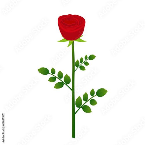 red rose closeup on a white background