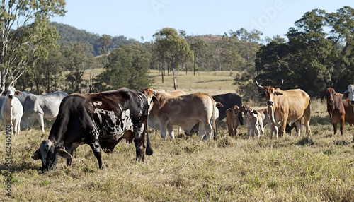Australian brindled cow, beef cattle herd