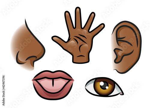 The Five Senses