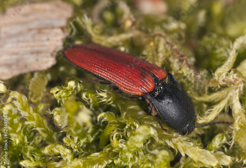 Ampedus cinnabareus on moss photo