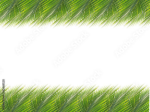 Green coconut leaves border