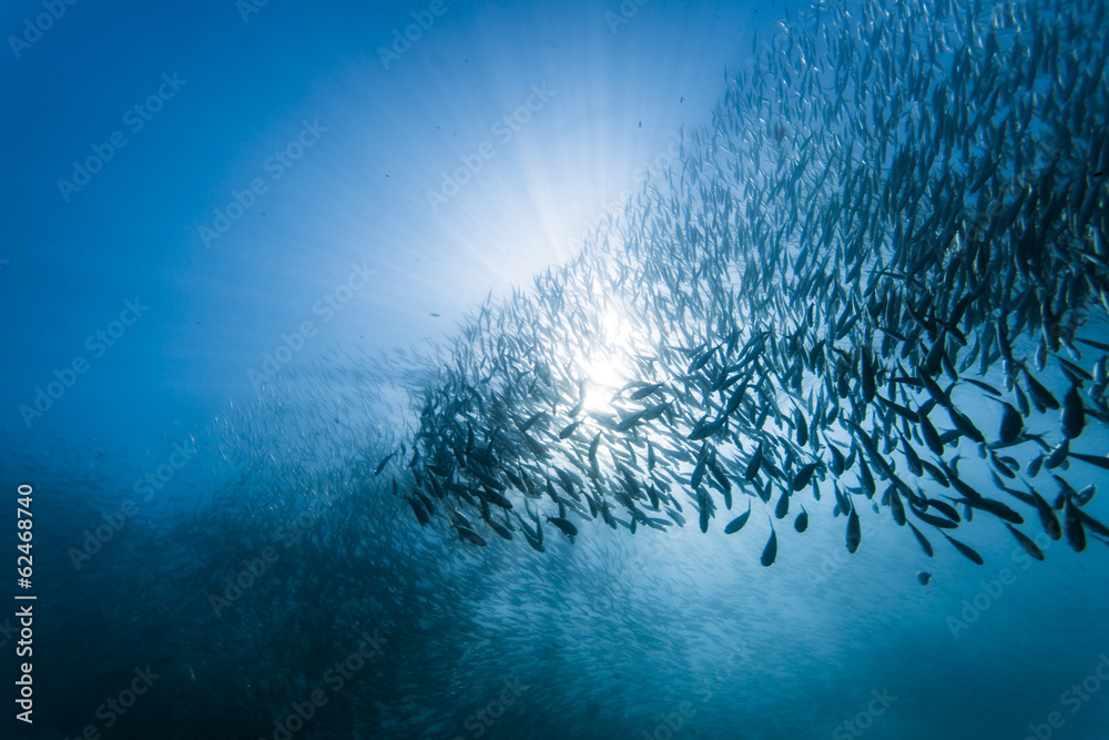 Fototapeta premium School of sardines under water