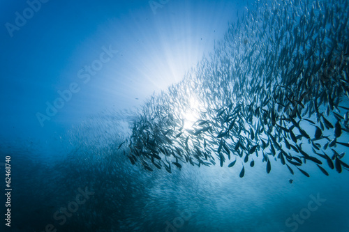 School of sardines under water photo