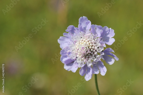 Tauben-Skabiose (Scabiosa columbaria) photo