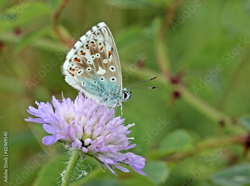 Silbergrüner Bläuling (Polyommatus coridon) auf Tauben-Skabiose  photo