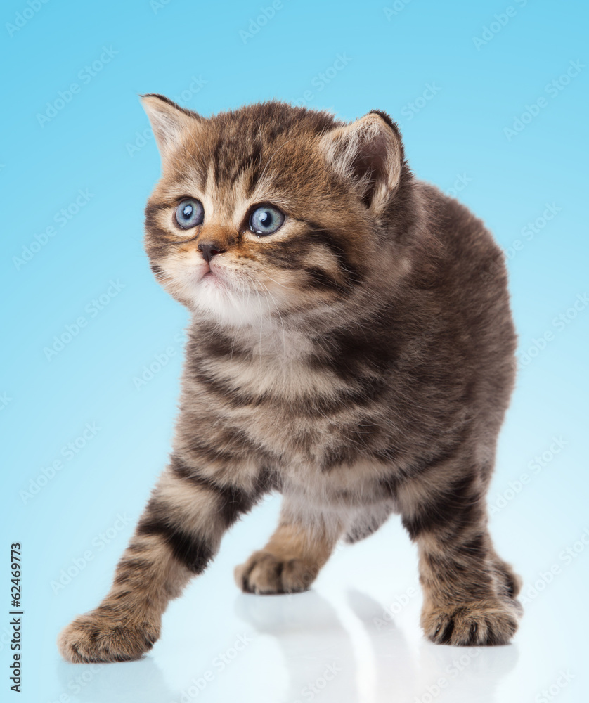 kitten on a  blue background