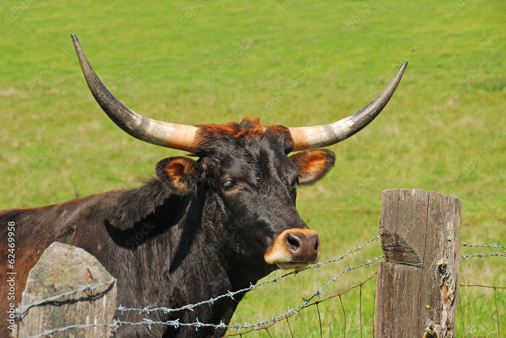 Longhorn Longhorn