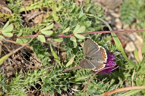 Weiblicher Silbergrüner Bläuling (Polyommatus coridon)