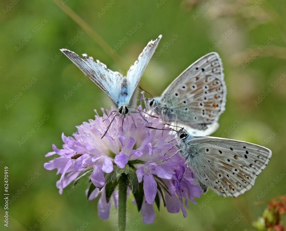 custom made wallpaper toronto digitalDrei Silbergrüne Bläulinge auf Acker-Witwenblume