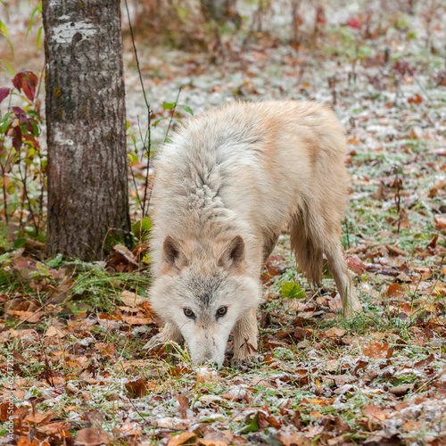 Foto Blonde Wolf (Canis lupus) Sniffs in Snow Covered Leaves