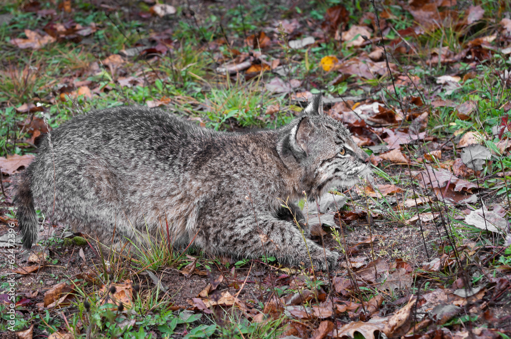 Bobcat Kitten (Lynx rufus) Stalks Right Bobcat Kitten (Lynx rufus) Stalks Right