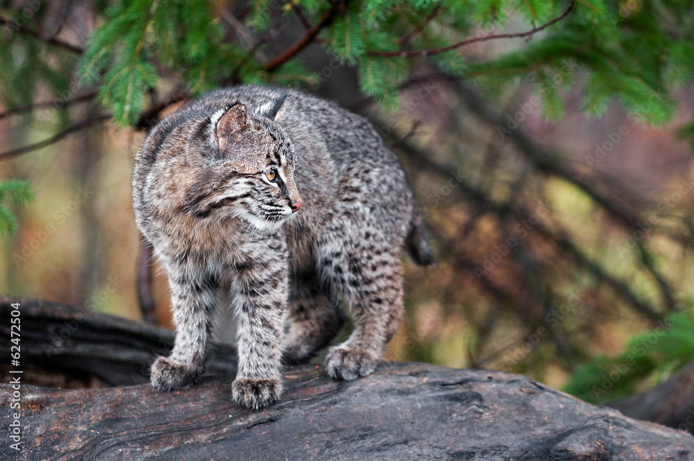 Bobcat Kitten (Lynx rufus) Looks Right