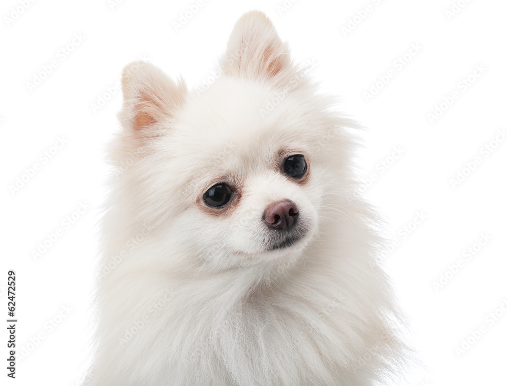 Obraz premium White pomeranian feeling curiosity