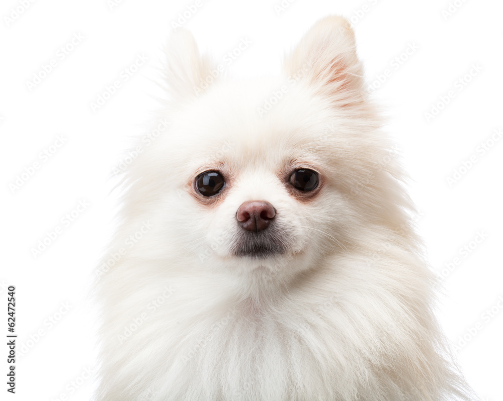 White pomeranian White pomeranian