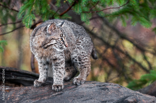 Bobcat Kitten (Lynx rufus) Looks Right © geoffkuchera