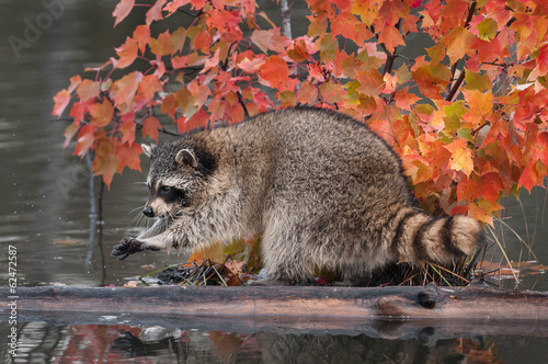 Photography Raccoon (Procyon lotor) Washes Paws