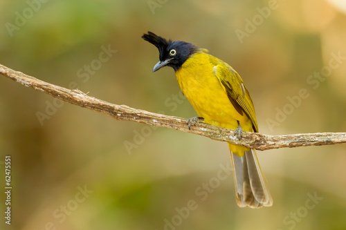 Black-crested Bulbul bird on the branch stair at us © kajornyot