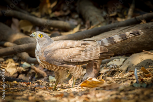 Crested Goshawk  come down to drink the wate photo