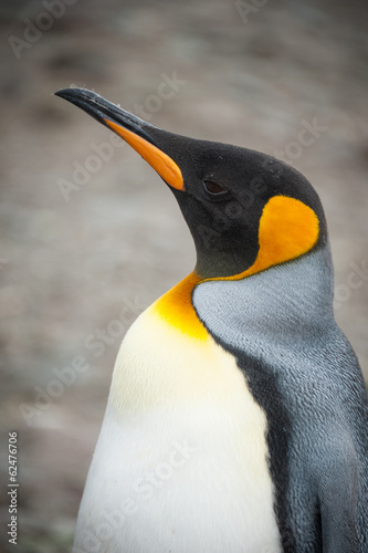 Closeup shot of King penguin in South Georgia, Antarctica