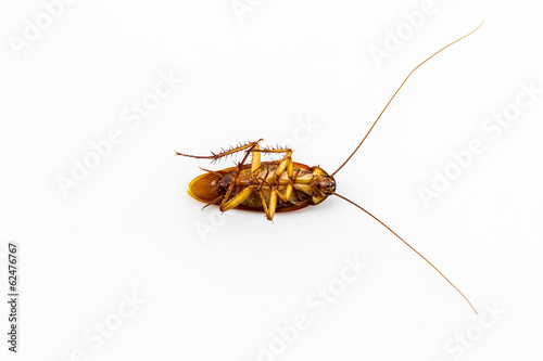 Dead cockroach. © amnach