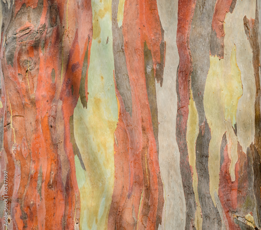 Colorful abstract pattern of Eucalyptus deglupta tree bark