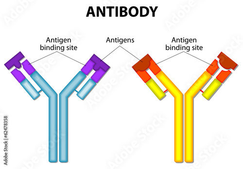 Antibody and Antigen