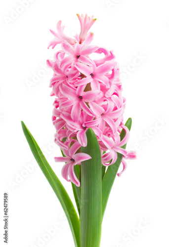 pink hyacinth flowers