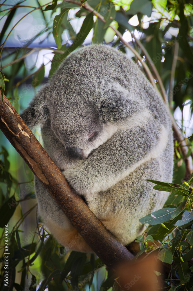 Obraz premium Koala