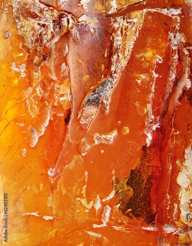 Baltic amber, resin segments, fossil millions of years