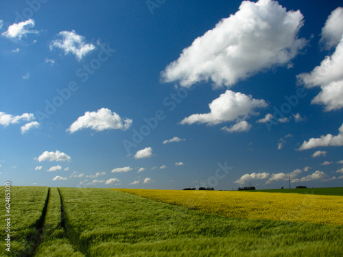 champ ciel bleu