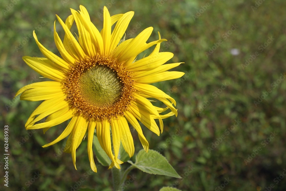 blooming sunflowers blooming sunflowers