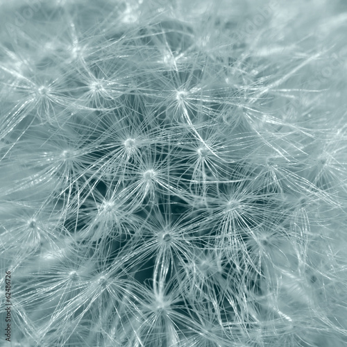 Detail of dandelion in light blue-green tonality