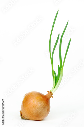 Onion with fresh green sprout. Clipping Path