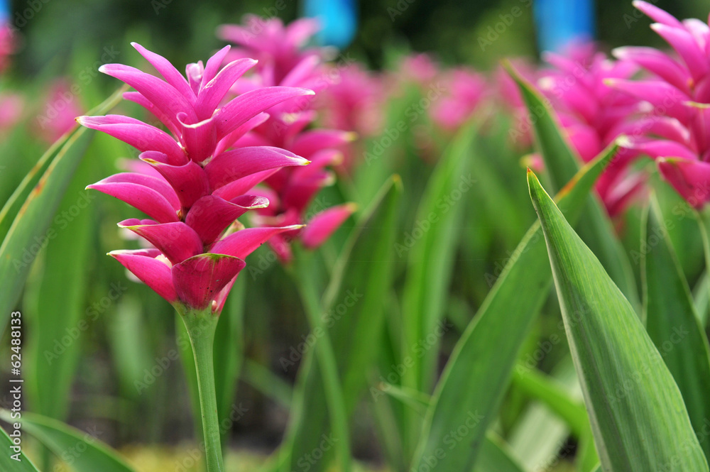 pink flowers pink flowers