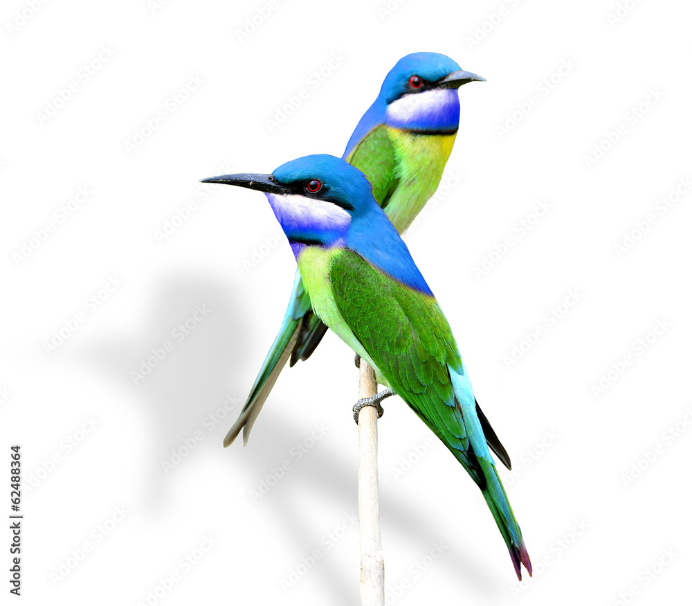 Obraz premium Beautiful Blue and Green Birds isolated on white background